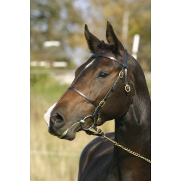 Wahlsten W-Näyttelysuitsi