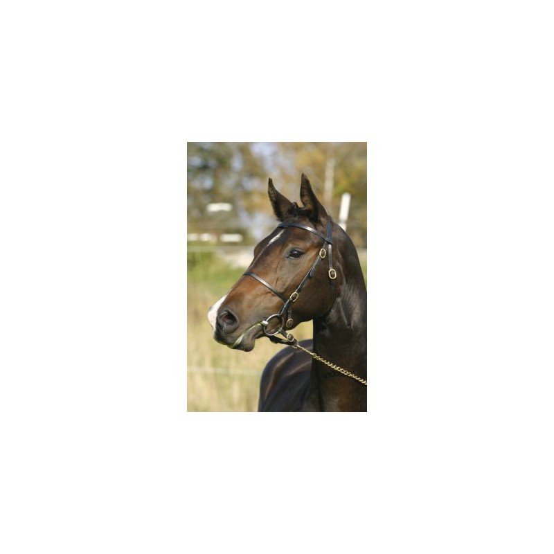 Wahlsten W-show bridle