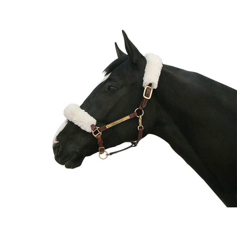 Back on Track Halter cover
