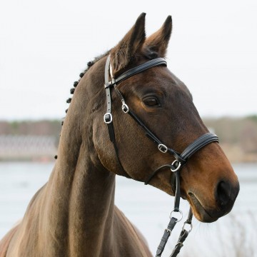 Globus bit less bridles winnetou