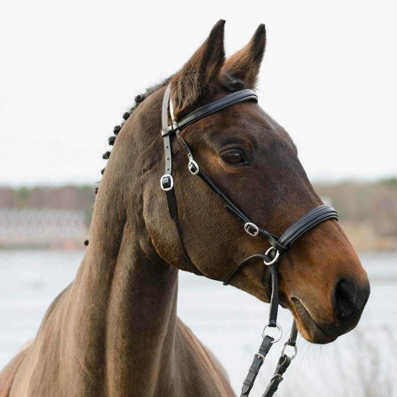 Globus bit less bridles winnetou