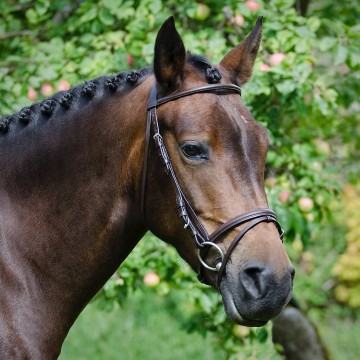 Globus Calinka Bridles