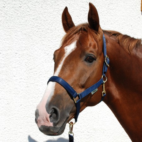 Bucas Dublin Halter