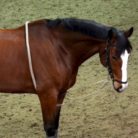 Horse Comfort Lunging Aid white