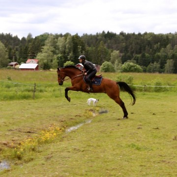 Wahlsten W-Profile satulavyö vatsapanssarilla pikalukkokiinnityksellä