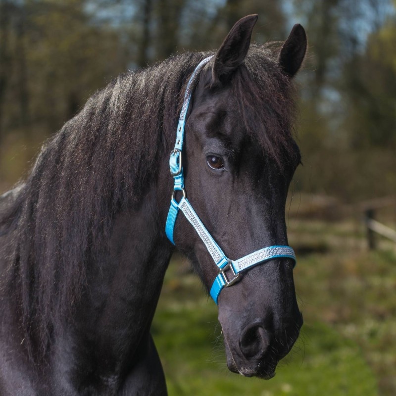 Globus Romana Headcollar