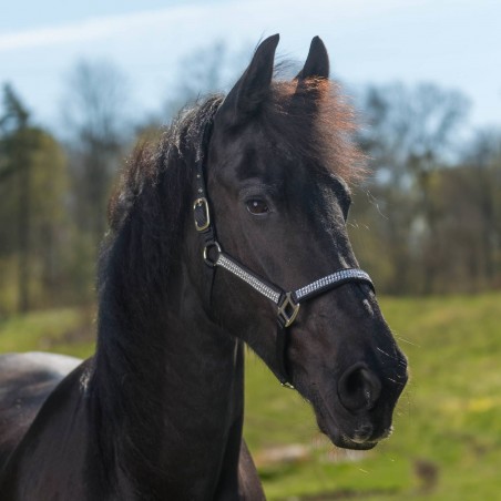 Globus Romana Headcollar