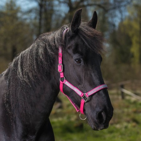 Globus Romana Headcollar