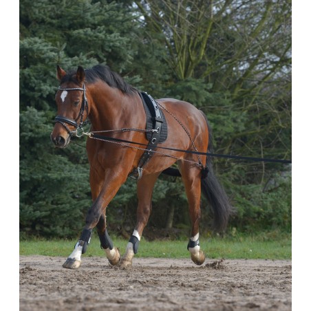 Waldhausen Lunging System