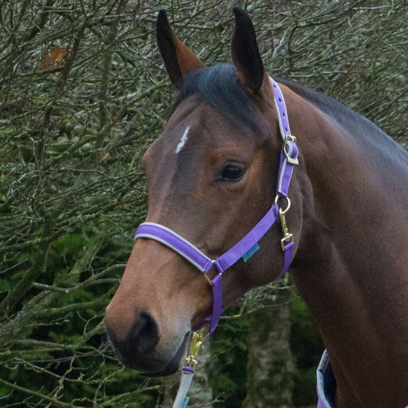 Bucas Dublin Halter