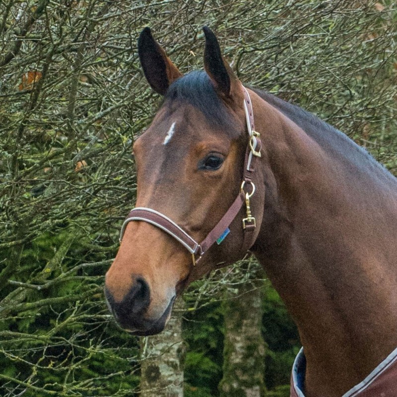 Bucas Dublin Halter