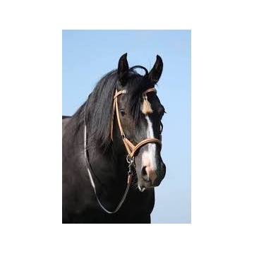 F.R.A F.R.A. Shango Sidepull bridles 2