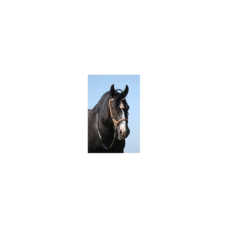 F.R.A F.R.A. Shango Sidepull bridles