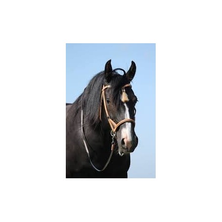 F.R.A F.R.A. Shango Sidepull bridles