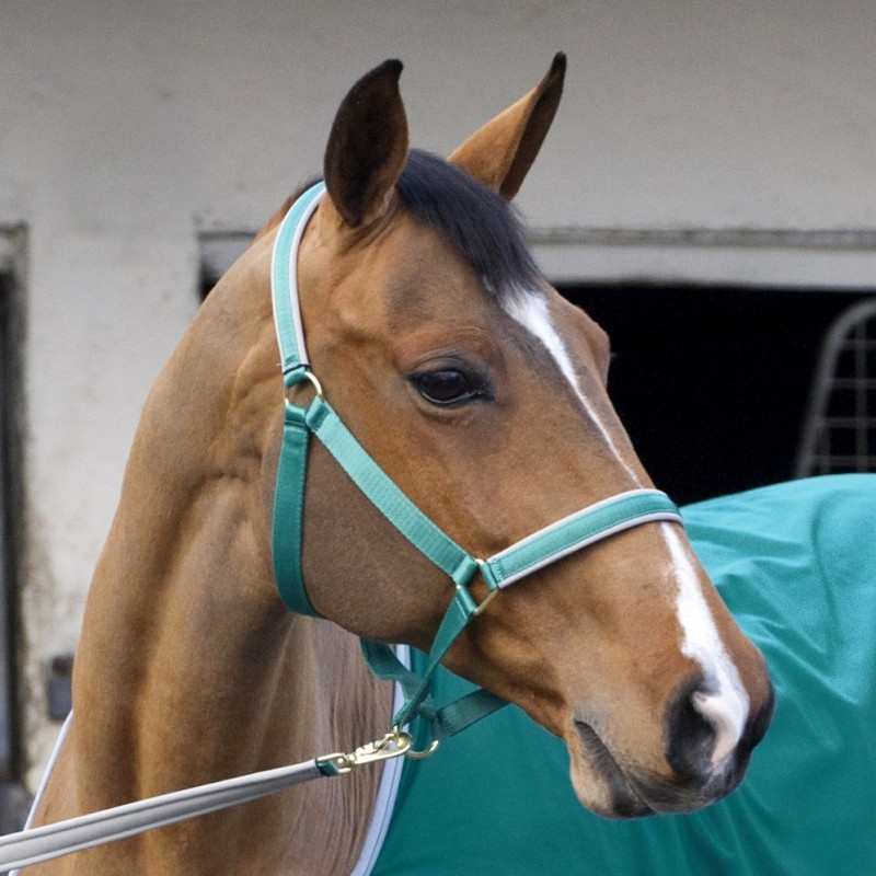 Bucas Dublin Halter